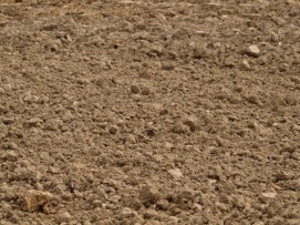 bare-soil